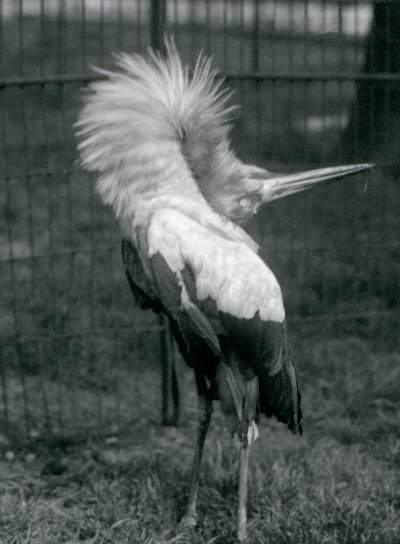 1925年7月、ロンドン動物園でアップダウンディスプレイを行うコウノトリコウノトリ 作： Frederick William Bond