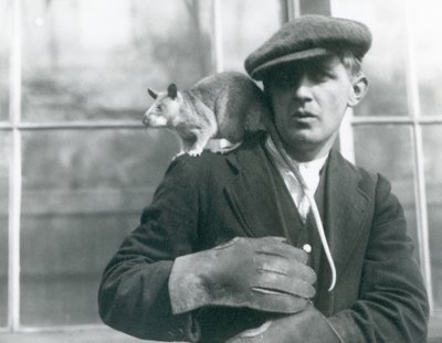 1924年にロンドン動物園で飼育されていたマダガスカルのジャイアントラット 作： Frederick William Bond