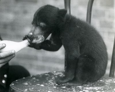 1920年代のロンドン動物園で飼育員に哺乳されている間、椅子に座っているマレーまたはサンクマの子 作： Frederick William Bond