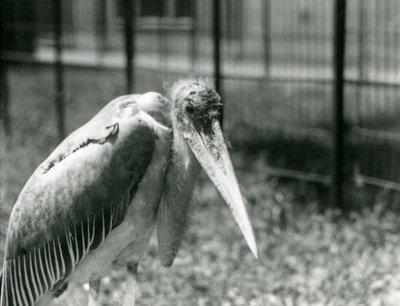 1928年9月にロンドン動物園の囲いに立っているコウノトリ 作： Frederick William Bond