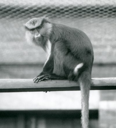 1925年9月にロンドン動物園の囲いの横棒に座っているモナモンキー 作： Frederick William Bond
