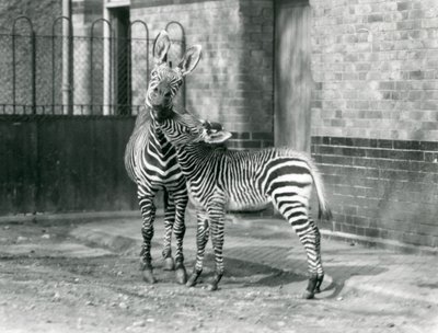 1929年、ロンドン動物園のマウンテンゼブラとその子馬（モノクロ写真 作： Frederick William Bond