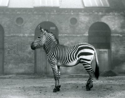 1927年にロンドン動物園のキリンハウスの高いドアの前にあるパドックに立っているマウンテンゼブラ 作： Frederick William Bond