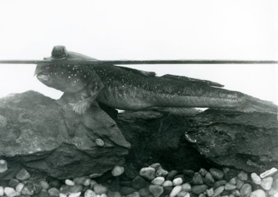 沈んだ岩の上で、目を水面に出して休んでいるムツゴロウ（ロンドン動物園 作： Frederick William Bond