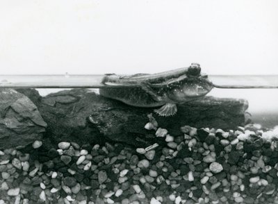 沈んだ岩の上で、目を水面に出して休んでいるムツゴロウ（ロンドン動物園 作： Frederick William Bond