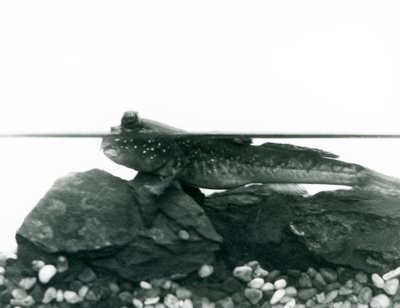 沈んだ岩の上で、目を水面に出して休んでいるムツゴロウ（ロンドン動物園 作： Frederick William Bond