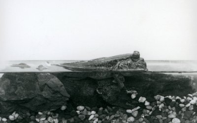 沈んだ岩の上で、上半身を水面に出して休むムツゴロウ（ロンドン動物園 作： Frederick William Bond