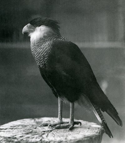 1930年以前のロンドン動物園のノーザンクレステッドカラカラ 作： Frederick William Bond