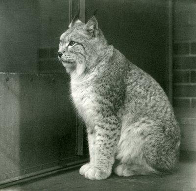 北部リンクス、ロンドン動物園、1925年2月 作： Frederick William Bond