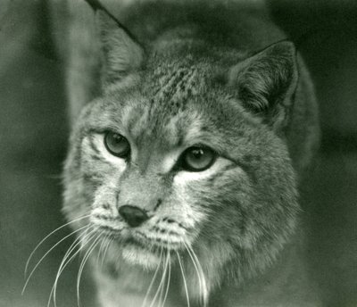 北部リンクス、ロンドン動物園、1925年2月 作： Frederick William Bond