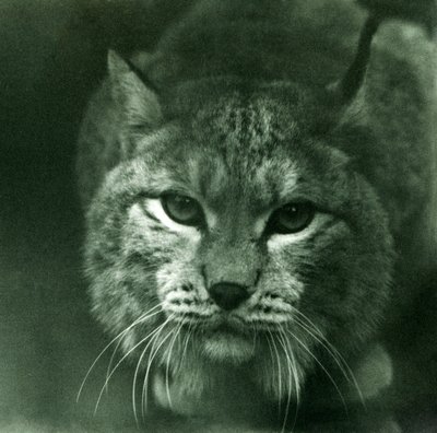 北部リンクス、ロンドン動物園、1925年2月 作： Frederick William Bond