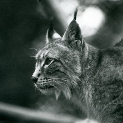 1925年7月、ロンドン動物園の北リンクス 作： Frederick William Bond