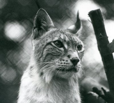 1925年7月、ロンドン動物園の北リンクス 作： Frederick William Bond