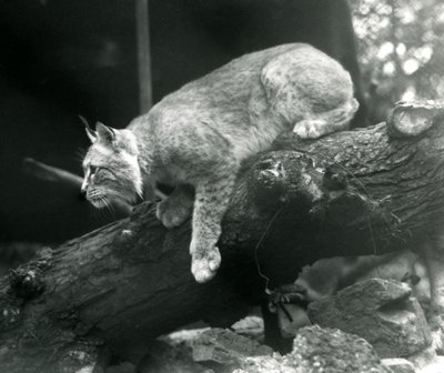 1925年10月、ロンドン動物園の支部から寄りかかる北リンクス 作： Frederick William Bond