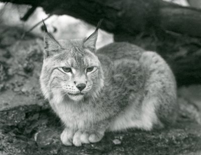 岩の上に座っている北リンクス、ロンドン動物園、1925年10月 作： Frederick William Bond