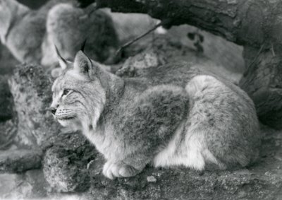 岩の上に座っている北リンクス、ロンドン動物園、1925年10月 作： Frederick William Bond