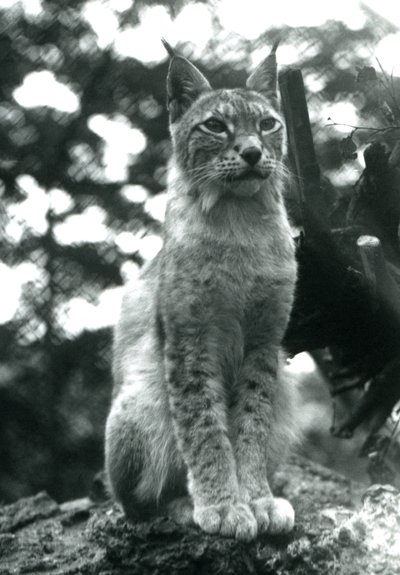 1925年7月、ロンドン動物園に座っている北リンクス 作： Frederick William Bond