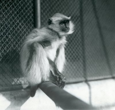 1928年、ロンドン動物園の囲いの中で止まり木に座るノーザン・プレインズ・グレイ・ラングール（モノクロ写真 作： Frederick William Bond