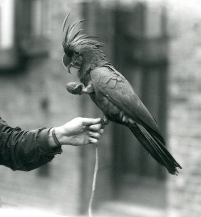 1927年9月、もう1つのnLondon動物園で、片方の足でキーパーの指をつかみ、卵形のおやつを持っているPalmGoliathGreat Black Cockatoo。 作： Frederick William Bond