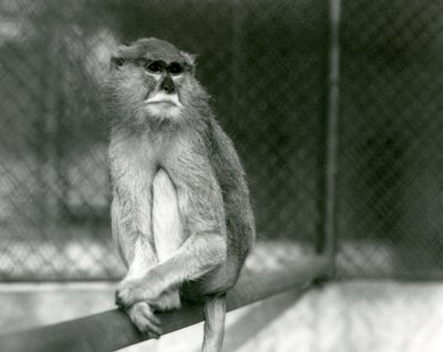 1928年、ロンドン動物園で枝に座るパタス/ワディ/ヒューザー・モンキー（モノクロ写真 作： Frederick William Bond