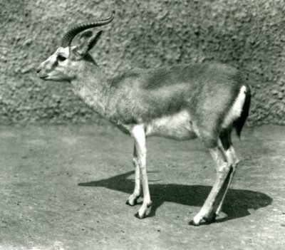 1925年6月にロンドン動物園で行われたペルシャガゼル 作： Frederick William Bond