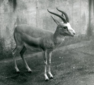 1927年8月、ロンドン動物園でのペルシャ、イタチ、または黒尾ガゼル 作： Frederick William Bond