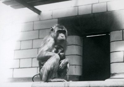 1928年、ロンドン動物園の囲いの中のタイル張りの棚に座って赤ちゃんを抱くピッグテール・マカク（モノクロ写真）。 作： Frederick William Bond