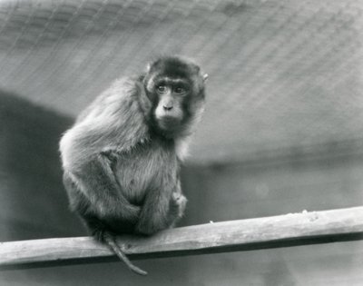 ロンドン動物園の囲いの中で止まり木に座るピッグテール・マカク（モノクロ写真 作： Frederick William Bond