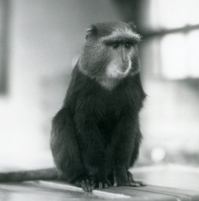 ベンチに座るプルートモンキー（ブルーモンキー）（ロンドン動物園 作： Frederick William Bond