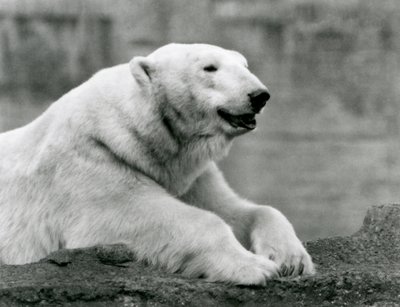 1931年、ロンドン動物園の岩場で休むホッキョクグマ（モノクロ写真 作： Frederick William Bond