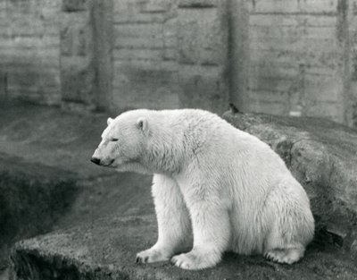1927年9月にロンドン動物園の岩だらけの棚に座っているシロクマ 作： Frederick William Bond