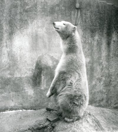 1929年、ロンドン動物園で正座するホッキョクグマ（モノクロ写真 作： Frederick William Bond