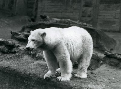 1928年9月、ロンドン動物園のマッピン段丘の麓にある囲いの端に立つホッキョクグマ（モノクロ写真）。 作： Frederick William Bond