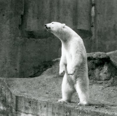 ロンドン動物園のマッピンテラスにある囲いの端で、後ろ足で背筋を伸ばしているホッキョクグマ 作： Frederick William Bond
