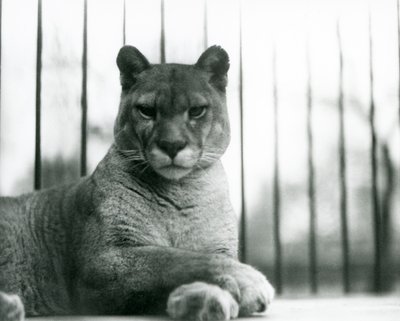 1931年、ロンドン動物園で休息するピューマ／クーガー／マウンテンライオン／カタマウント（モノクロ写真 作： Frederick William Bond