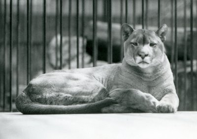 1925年6月にロンドン動物園の囲いに横たわっているPumaCougarMountainライオン 作： Frederick William Bond