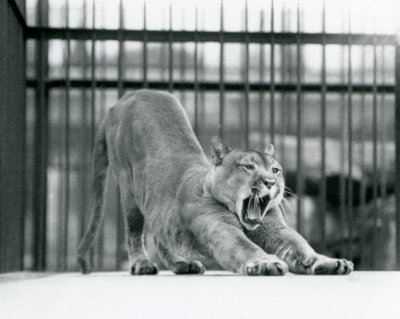 1925年6月にロンドン動物園であくびとストレッチをするプーマクーガーマウンテンライオン 作： Frederick William Bond
