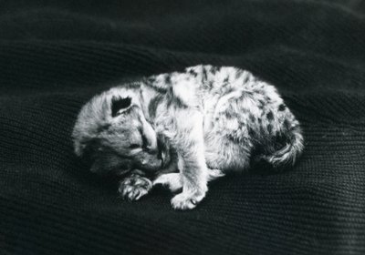 ロンドン動物園のプーマの子 作： Frederick William Bond