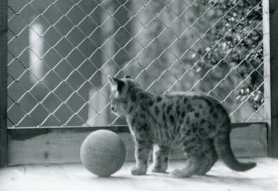 球形のプーマの子猫、囲いの外を眺める、ロンドン動物園、1923 作： Frederick William Bond