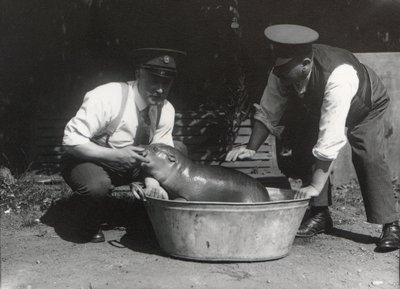1928年8月、ZSLロンドン動物園でひと泳ぎしたピグミーカバ 作： Frederick William Bond