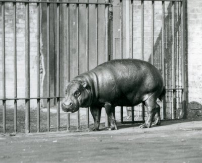 1927年のロンドン動物園でのピグミーカバ 作： Frederick William Bond