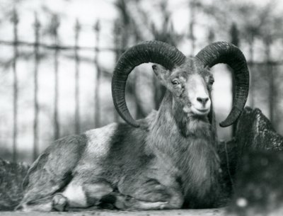 1925年にロンドン動物園に座っている雄羊 作： Frederick William Bond