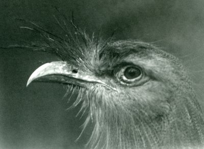 1924年にロンドン動物園でアカアシノガンモドキ 作： Frederick William Bond
