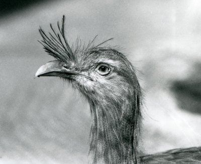 1929年にロンドン動物園で撮影された赤足のセリーマ（モノクロ写真 作： Frederick William Bond