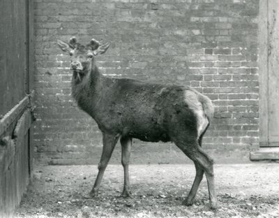 鹿の角が生えてきたアカシカの雄鹿（ロンドン動物園、1928年8月）（モノクロ写真 作： Frederick William Bond