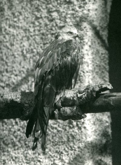 1924年にロンドン動物園の枝に止まった赤い凧 作： Frederick William Bond