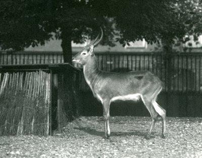 1924年7月、ロンドン動物園での赤いLechwe 作： Frederick William Bond
