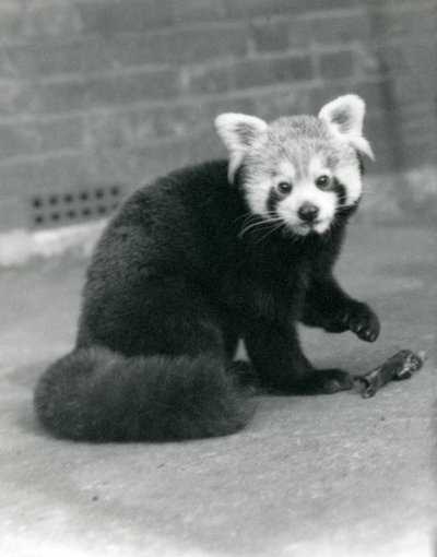 1917年にロンドン動物園に座っているレッサーパンダ。 作： Frederick William Bond