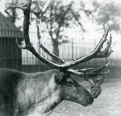 角からベルベットを脱ぐトナカイの雄鹿（ロンドン動物園 作： Frederick William Bond