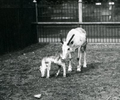 1914年3月、ロンドン動物園で子牛とトナカイ 作： Frederick William Bond